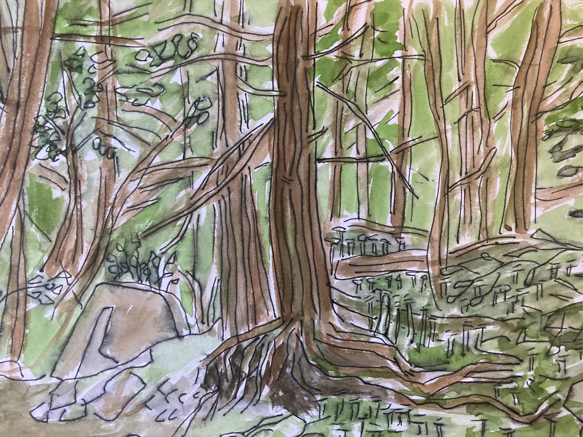 Woods in Binghamton, NY landscape study