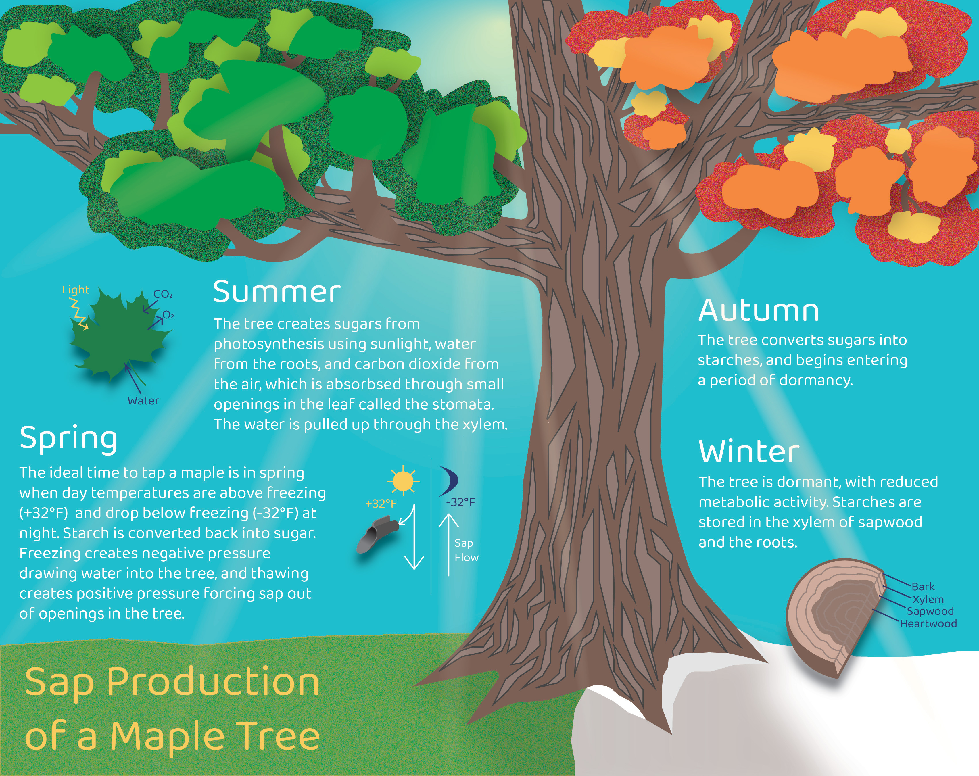 Maple infographic educational work