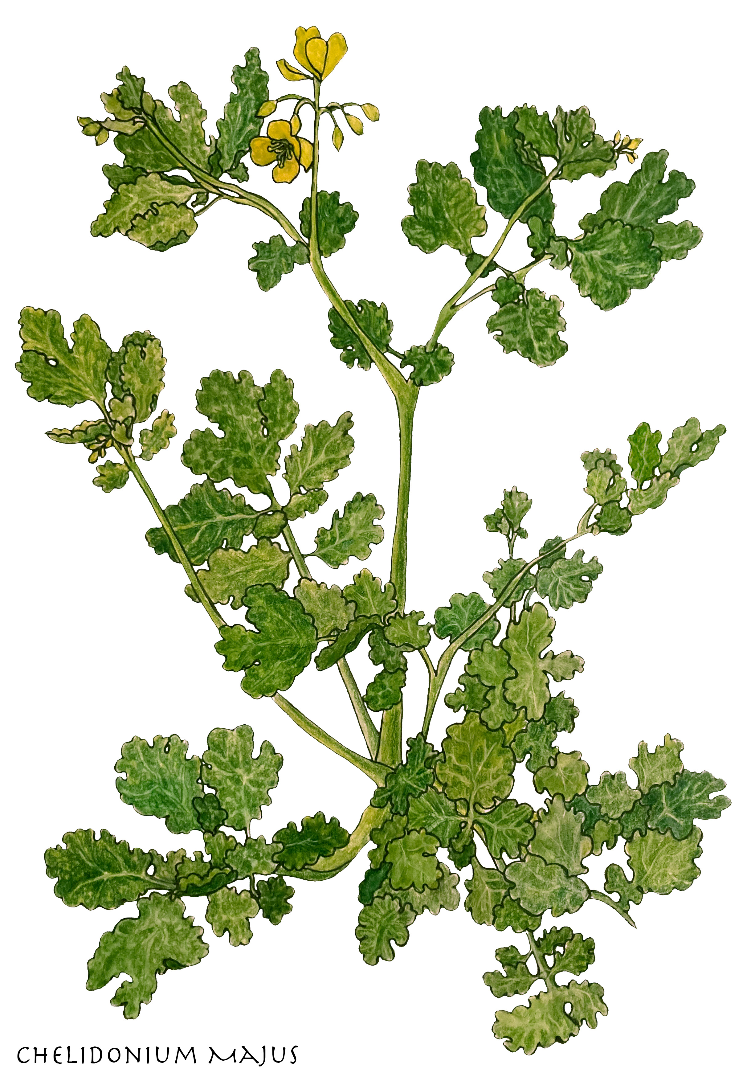 Chelidonium celandine illustration