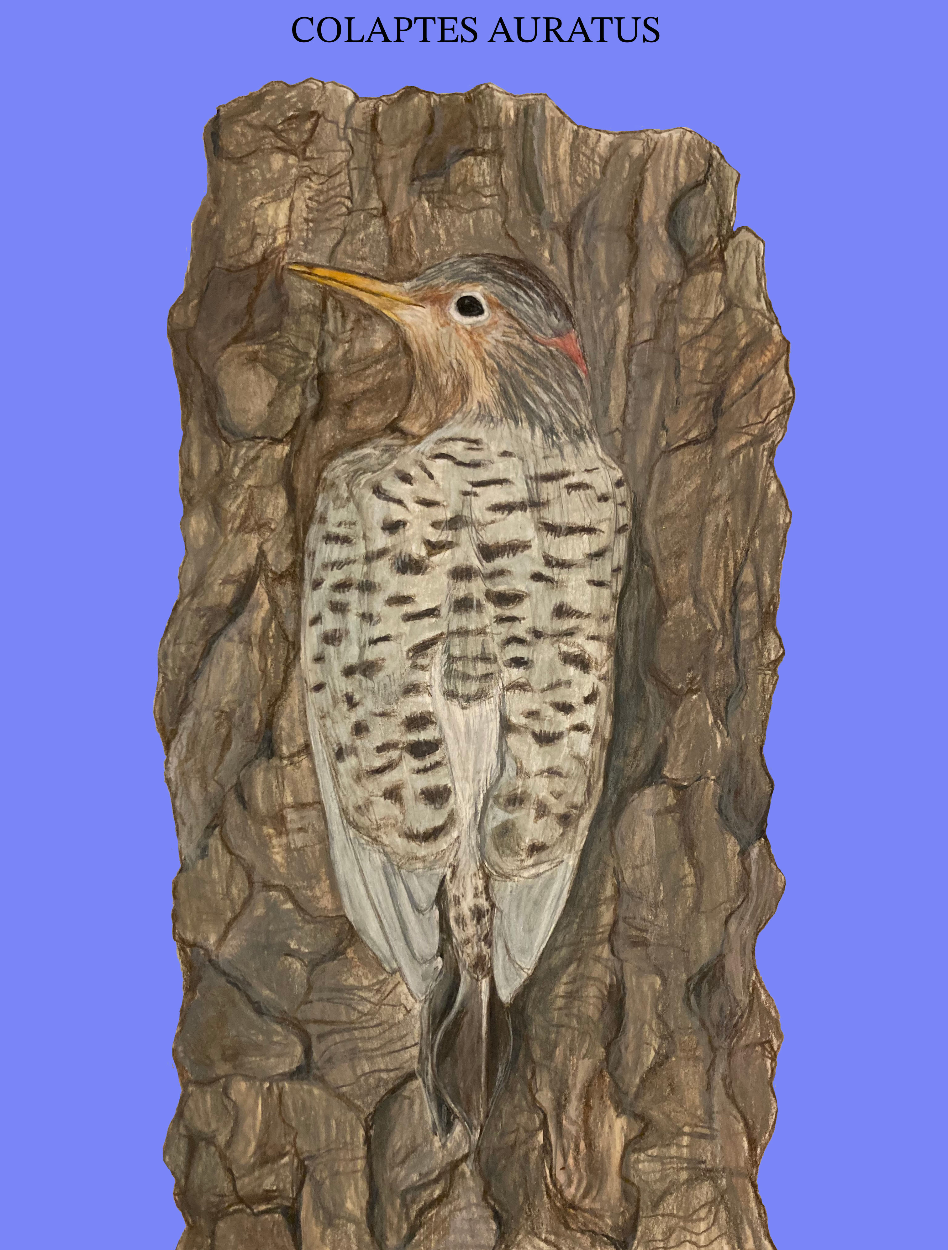 Colaptes auratus illustration
