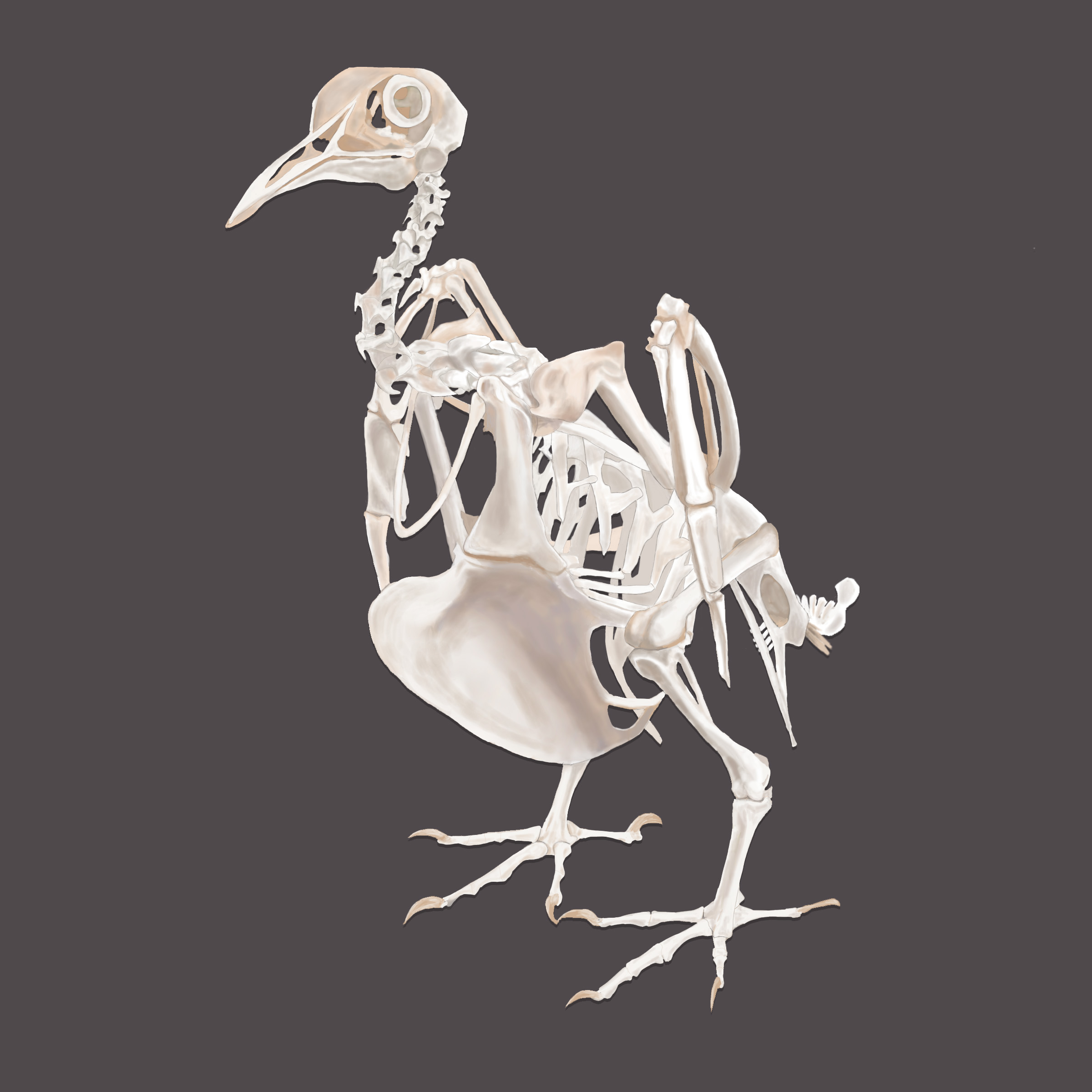 Pigeon skeleton illustration