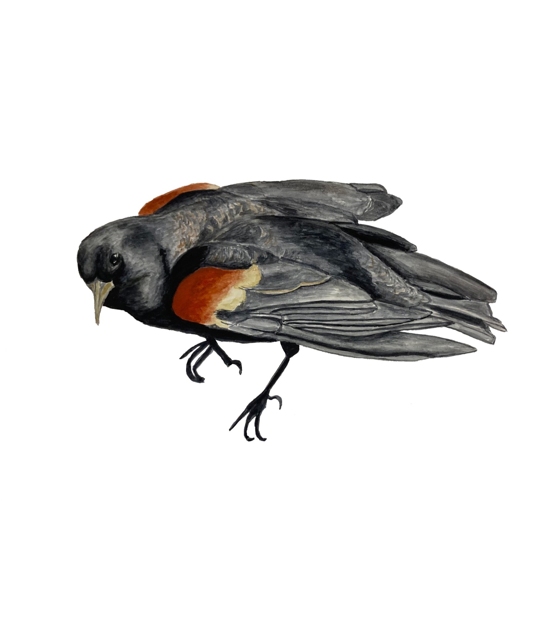 Red-winged blackbird illustration