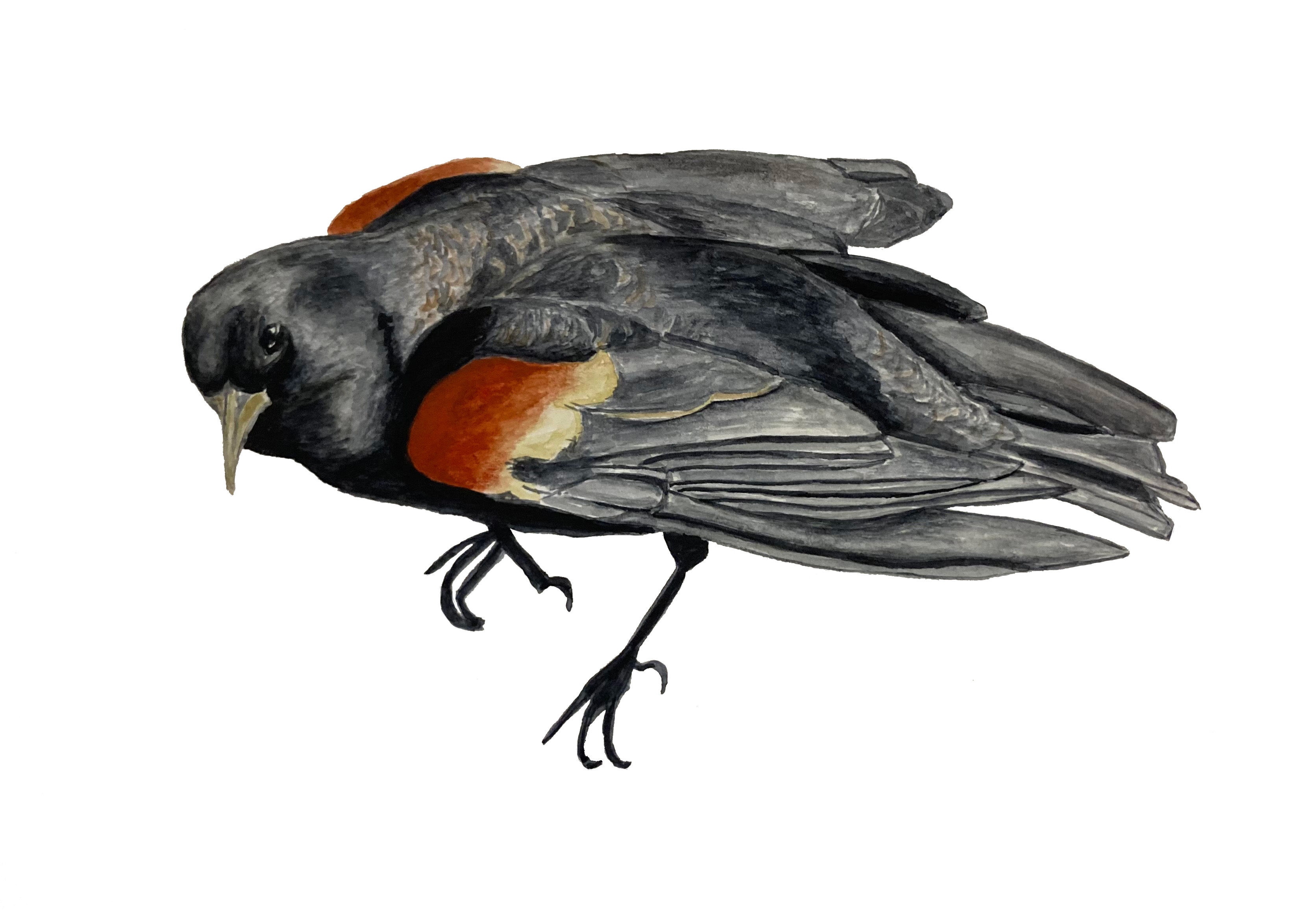 Red-winged blackbird illustration