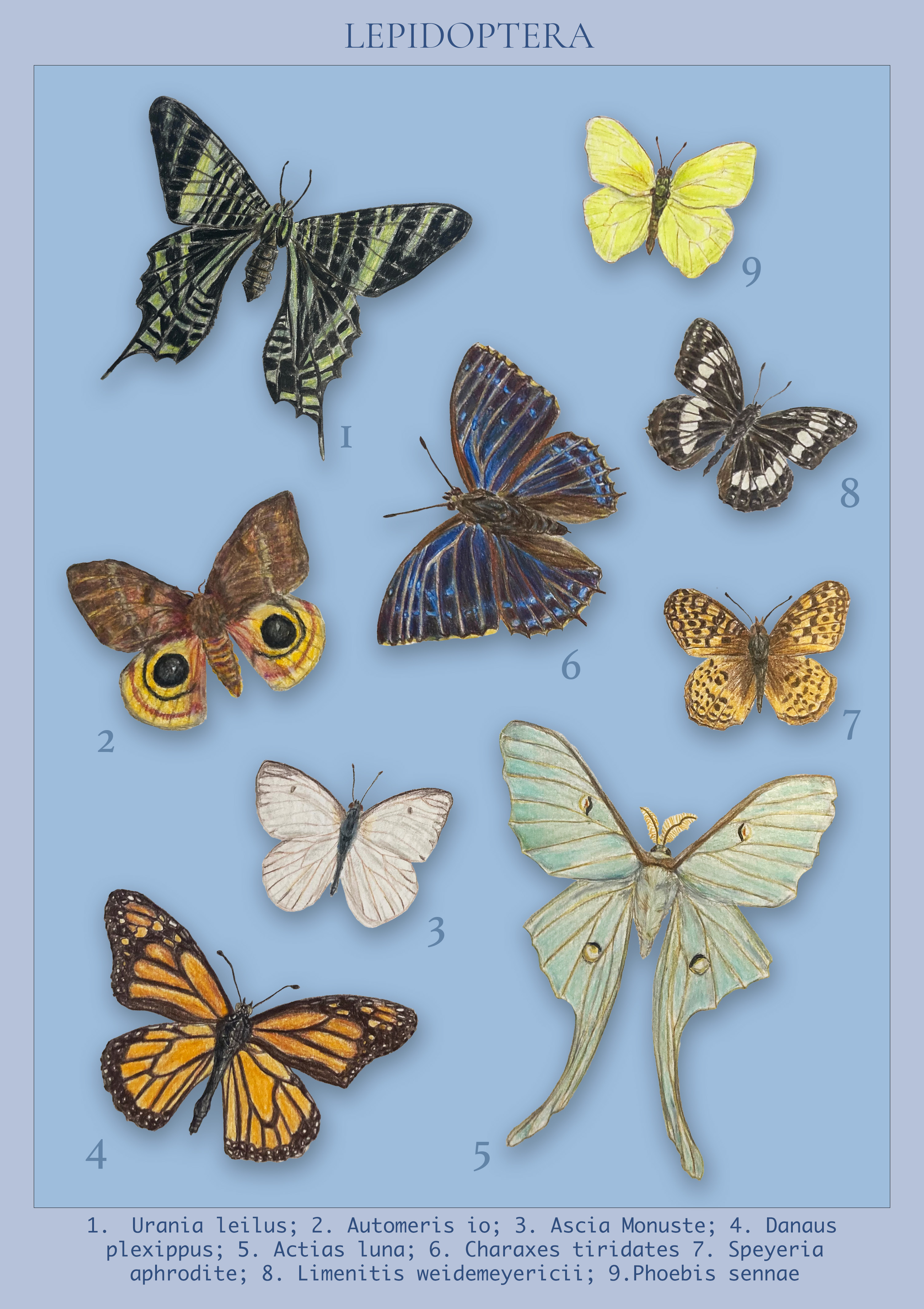 Lepidoptera illustration